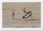 07IntoNgorongoro - 088 * Thompson's Gazelle and Grey Crowned Crane.